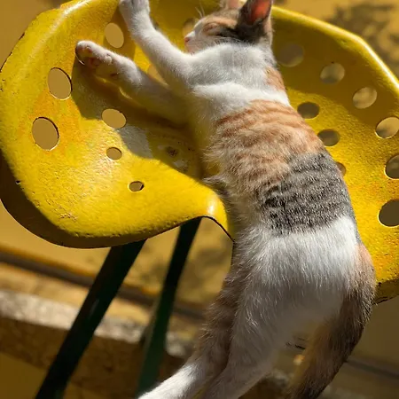 La Ferme De Perdigat 캠프장 Limeuil