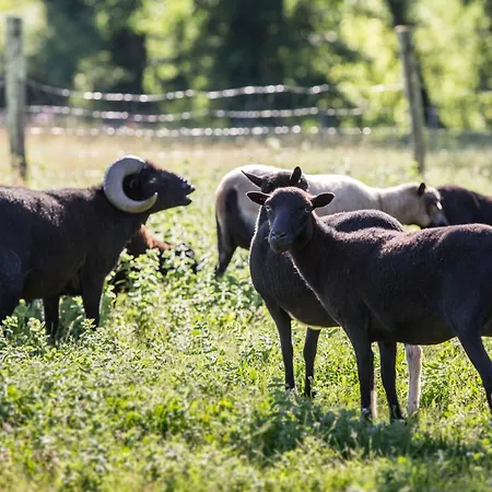 La Ferme De Perdigat Limeuil