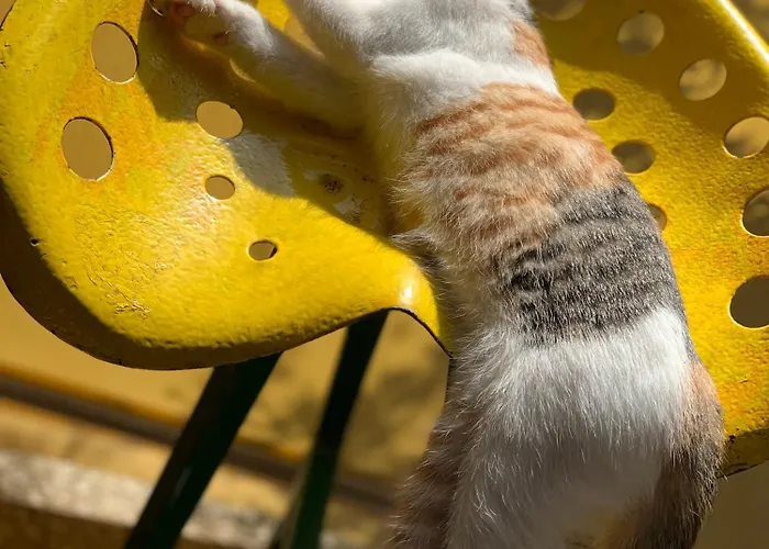 La Ferme De Perdigat مكان تخييم Limeuil