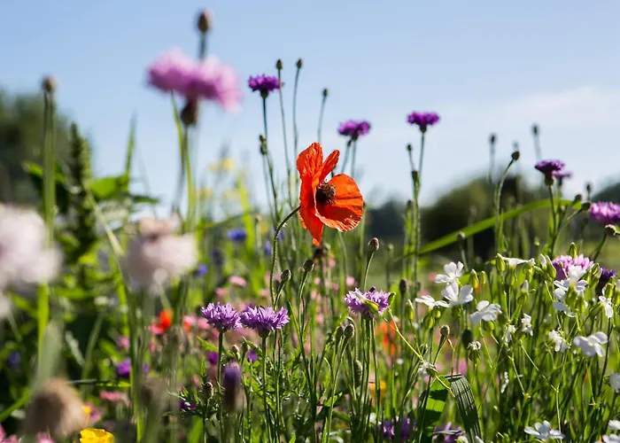 La Ferme De Perdigat 4*